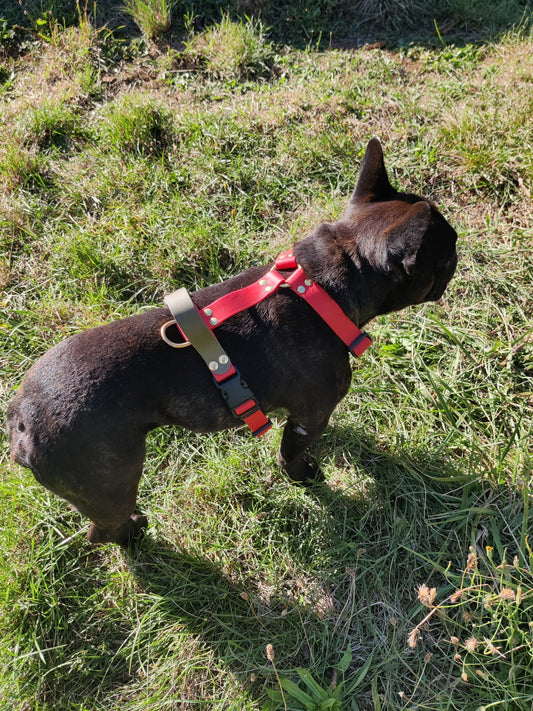 Harnais Biothane 25MM