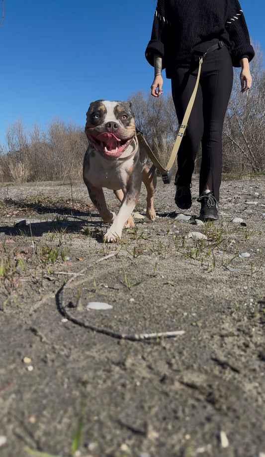 La laisse multifonctions Kifétou