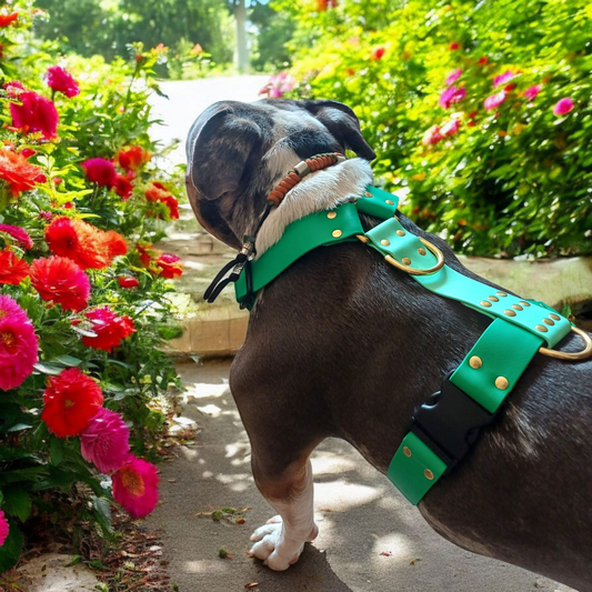 Harnais Biothane 38MM