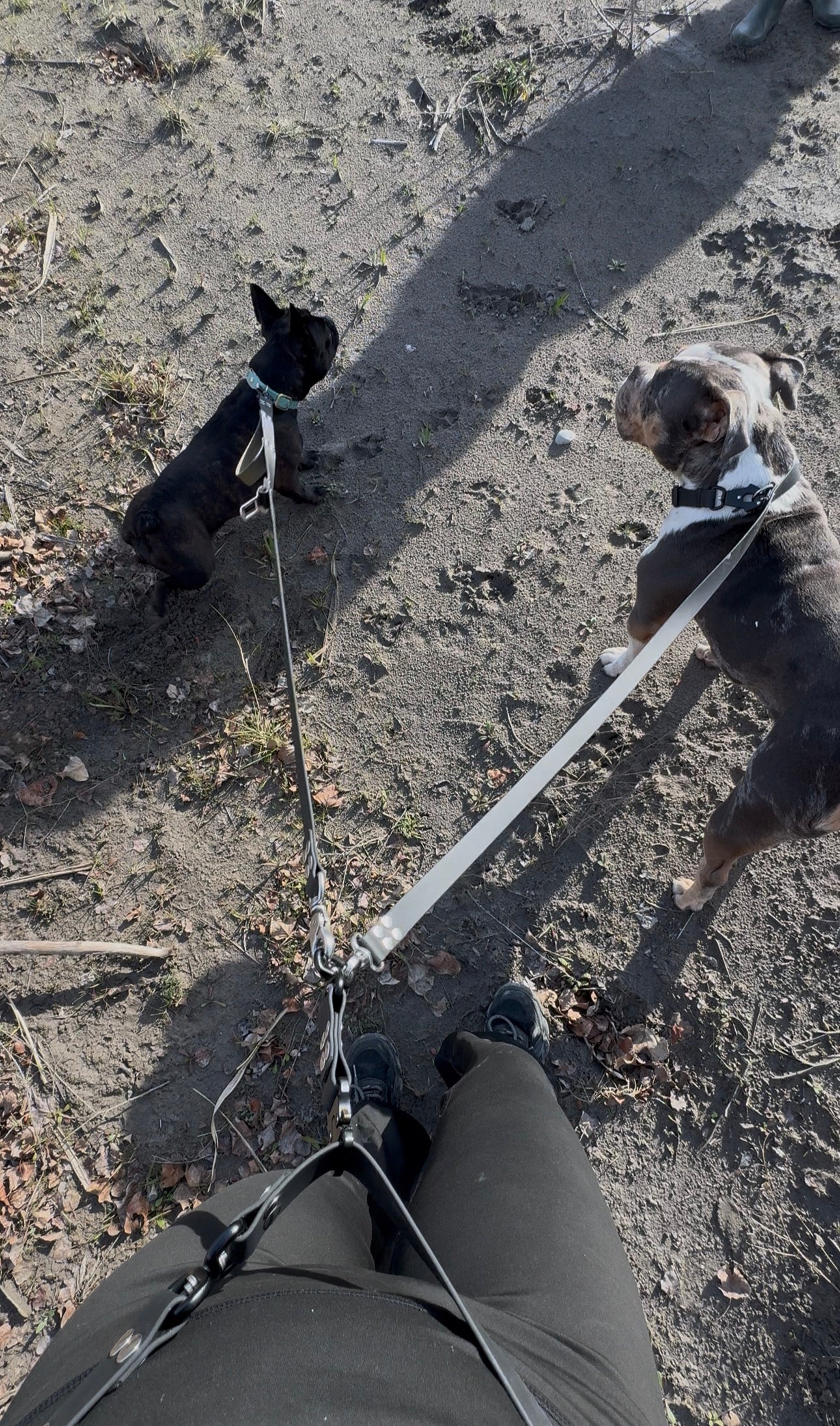 La laisse multifonctions coupleur Kifétou (pour 2 chiens)