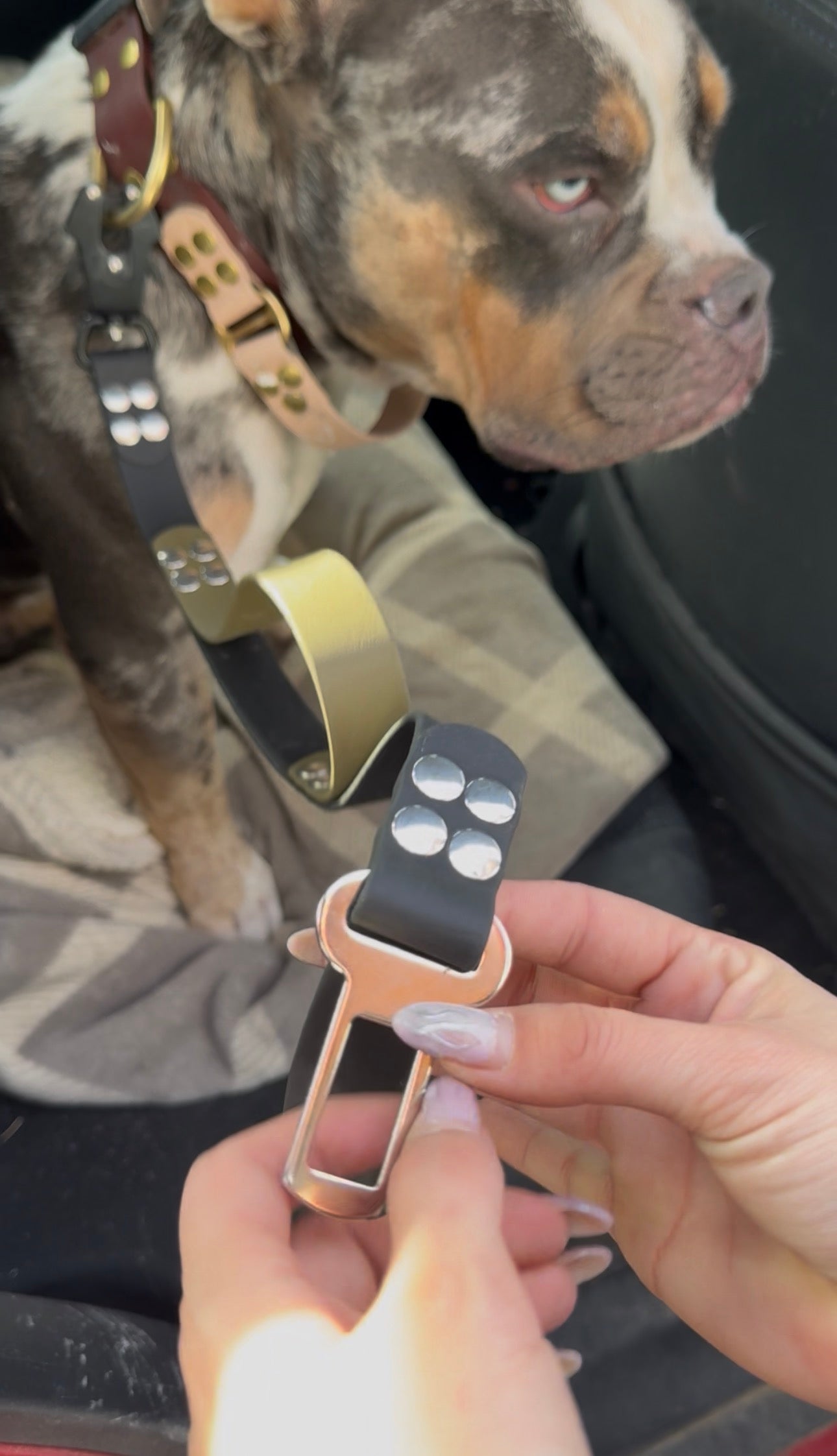 La laisse multifonctions coupleur Kifétou (pour 2 chiens)